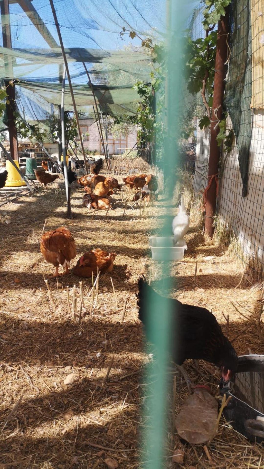 Agriturismo Armienti Βίλα Toritto Εξωτερικό φωτογραφία