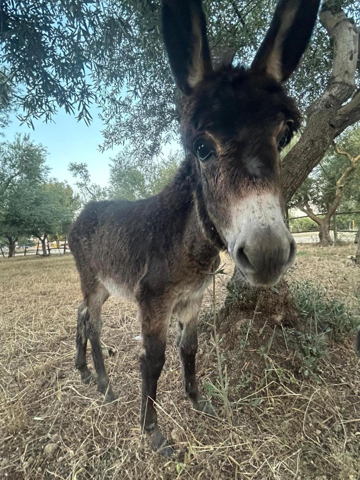 Agriturismo Armienti Βίλα Toritto Εξωτερικό φωτογραφία