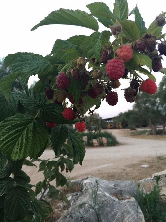 Agriturismo Armienti Βίλα Toritto Εξωτερικό φωτογραφία